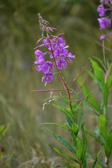 可憐な紫　ヤナギラン　夏の北海道 ヤナギラン,紫,花の写真素材