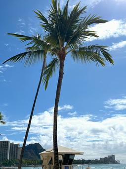 年末年始はハワイへ海外旅行。リフレッシュ 年末年始はハワイへ海外旅行。リフレッシュ ハワイ,ワイキキ,ヤシの木の写真素材