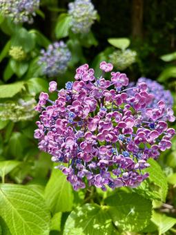 あじさい(紫陽花)の赤紫の花 あじさい(紫陽花)の赤紫の花 アジサイ,6月,7月の写真素材