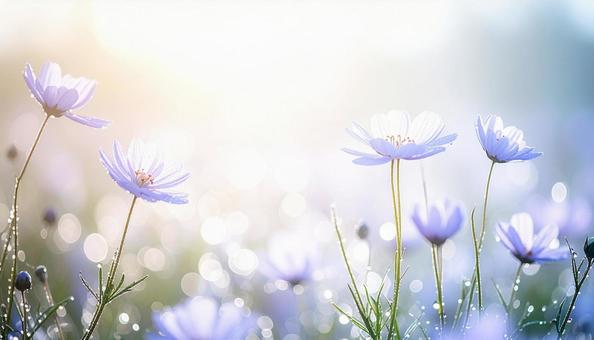 花、コピースペース 花、コピースペースの写真