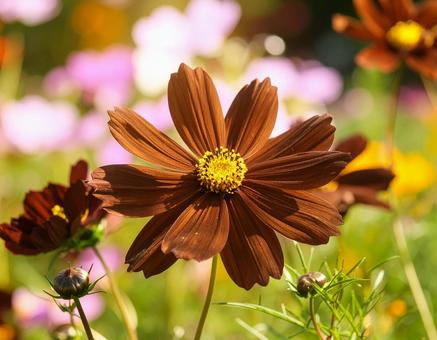 チョコレートコスモス2の写真