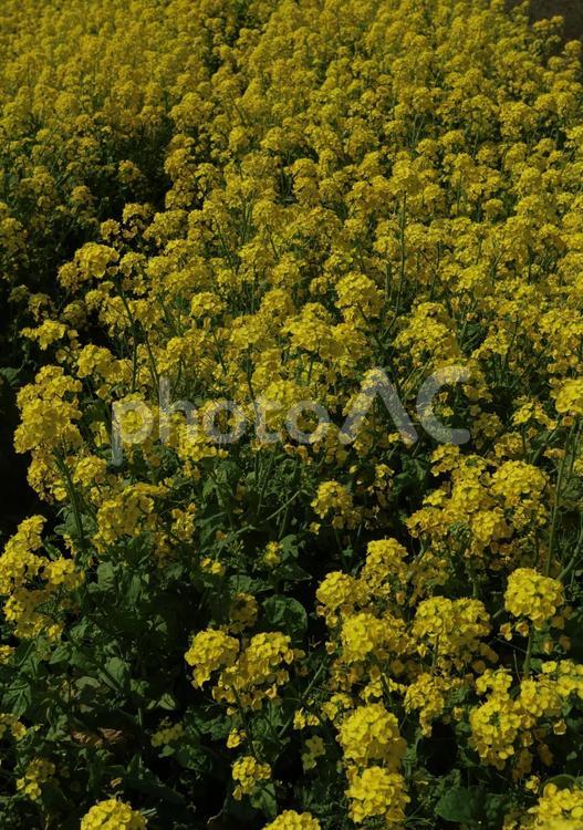 南房総の菜の花 菜の花,南房総,春の写真素材