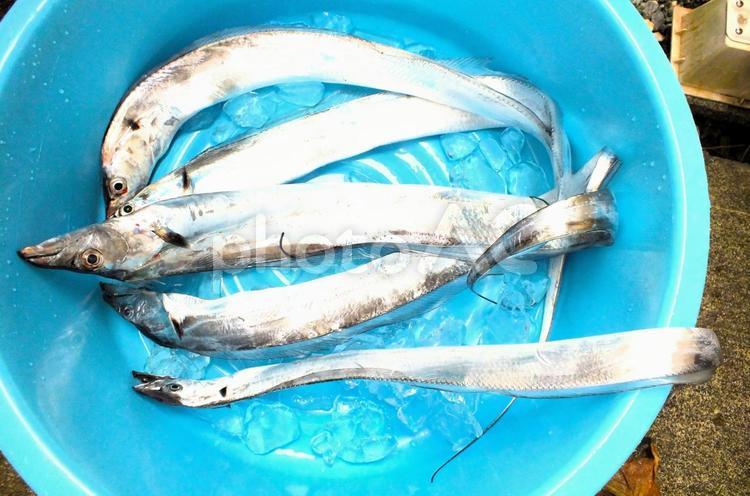 ５匹のタチウオ　生き生きとした長いからだ タチウオ,タライ,氷の写真素材