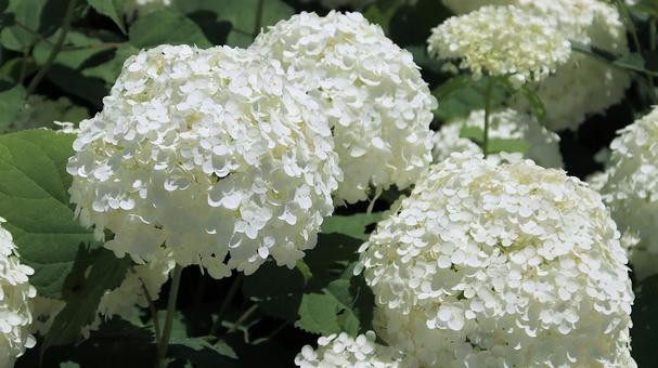 白馬五竜高山植物園 白い紫陽花 白馬五竜高山植物園 白い紫陽花 紫陽花,アナベル,白い色の写真素材