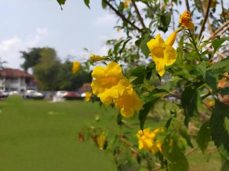 南国　花の写真