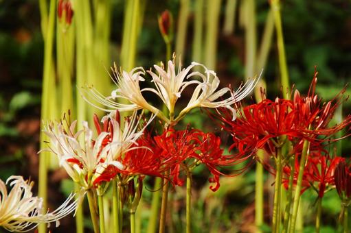 彼岸花 彼岸花 彼岸花,曼殊沙華,秋の写真素材
