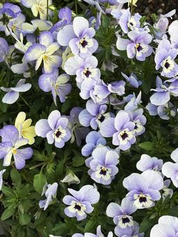 花壇 花,屋外,綺麗の写真素材