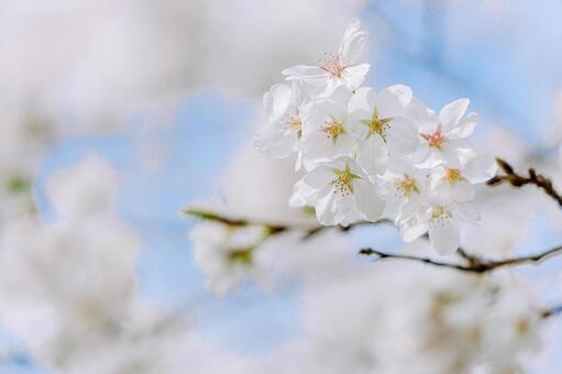 染井吉野のクローズアップ 桜,ソメイヨシノ,春の写真素材