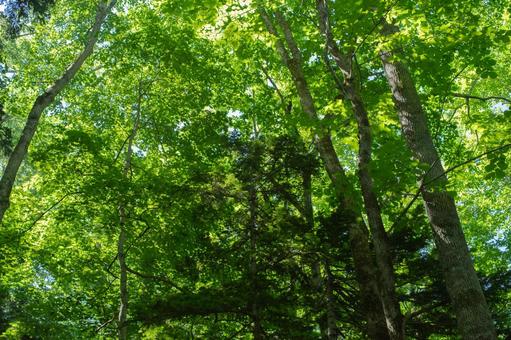 緑の森 森,緑,木の写真素材