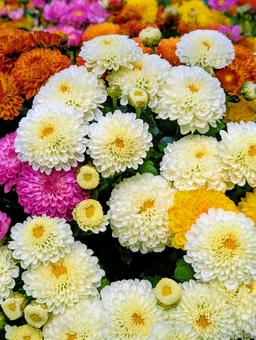 ガーデンマム① ガーデンマム① 花,はな,フラワーの写真素材