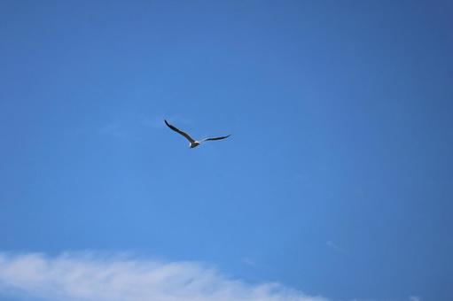 真っ青な空を飛んでいくカモメ 真っ青な空を飛んでいくカモメの写真