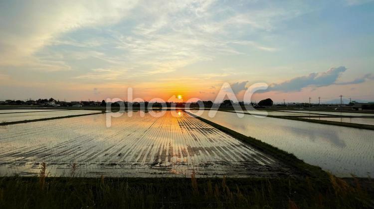 水田に映る夕日 夕日,水田,夕方の写真素材