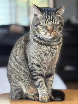 猫 キジトラ 猫 キジトラ 猫,ねこ,家猫の写真素材