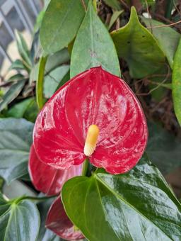ベニウチワ ベニウチワ 花,フラワー,自然の写真素材