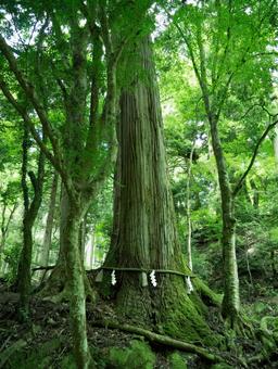 貴船神社の相生杉 貴船神社の相生杉 風景,夏,森の写真素材