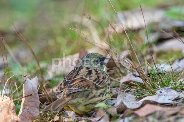 落ち葉の中で休むアオジ アオジ,鳥,野鳥の写真素材