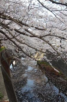 志井川の桜並木 志井川の桜並木の写真