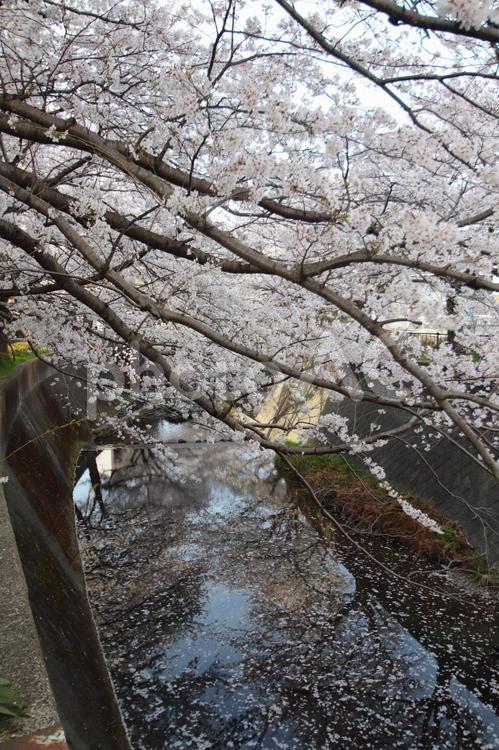 志井川の桜並木 春,さくら,空の写真素材