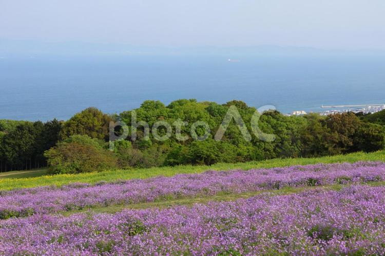 あわじ花さじきのネモフィラと菜の花 あわじ花さじき,ネモフィラ,菜の花の写真素材