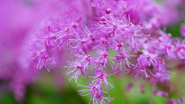 Kyokanoko pink flower close-up, JPG