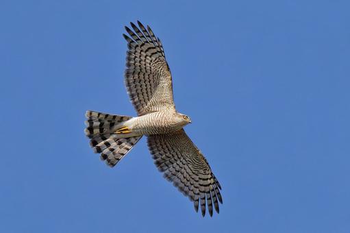秋晴れの空を飛ぶハイタカ幼鳥 ハイタカ,灰鷹,鷂の写真素材
