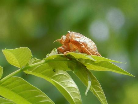[Insect photo] Cicada shell, JPG