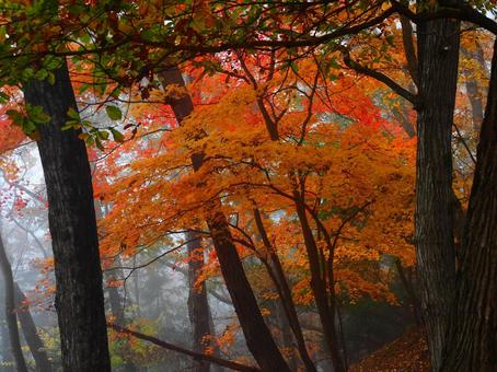 紅葉（生坂・京ヶ倉） 紅葉,もみじ,秋の写真素材