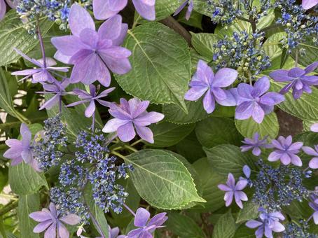 紫陽花 アジサイ 紫陽花 アジサイの写真