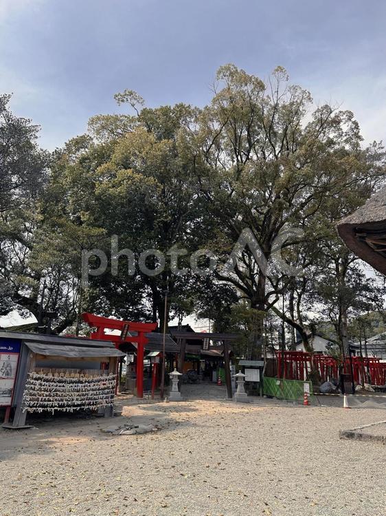 青井稲荷神社 青井稲荷神社,青井阿蘇神社,熊本の写真素材