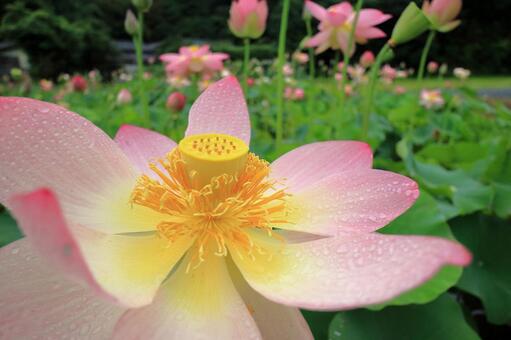 ハスの花7 ハスの花7の写真