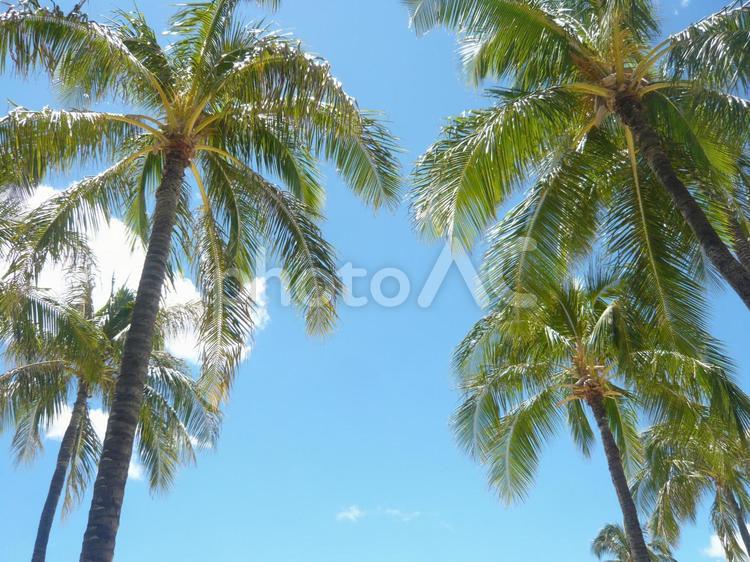 ハワイのヤシの木 ハワイ,ヤシの木,ヤシの写真素材