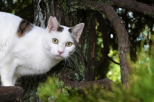 木の上で見つめるシロキジ猫 ネコ,保護猫,猫の写真素材