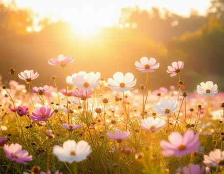 夕陽に照らされるコスモスの花畑 夕陽に照らされるコスモスの花畑の写真