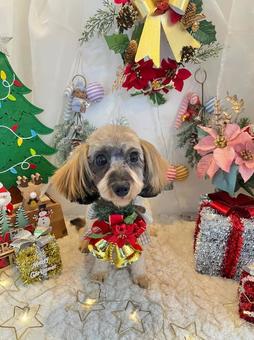サンタ犬 サンタ犬の写真