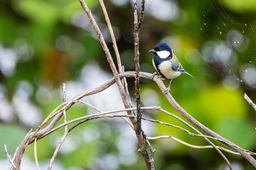 シジュウカラ(44) シジュウカラ(44)の写真