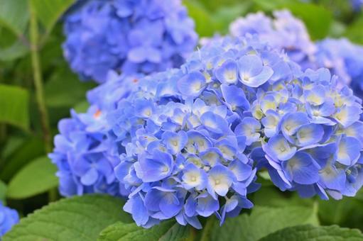 晴れの日の紫陽花 晴れの日の紫陽花の写真