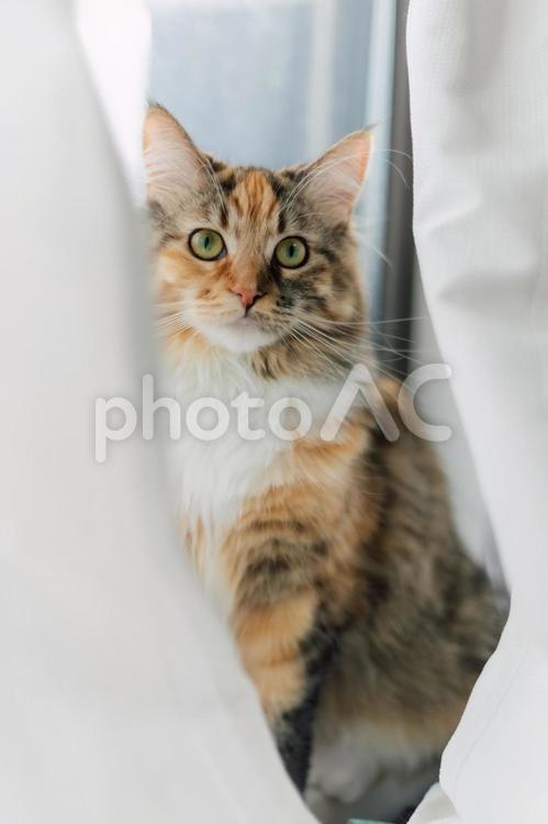 カーテンと猫５ 猫,ねこ,catの写真素材
