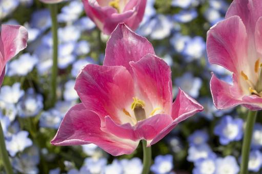 チューリップ ネモフィラ チューリップ,ネモフィラ,花の写真素材
