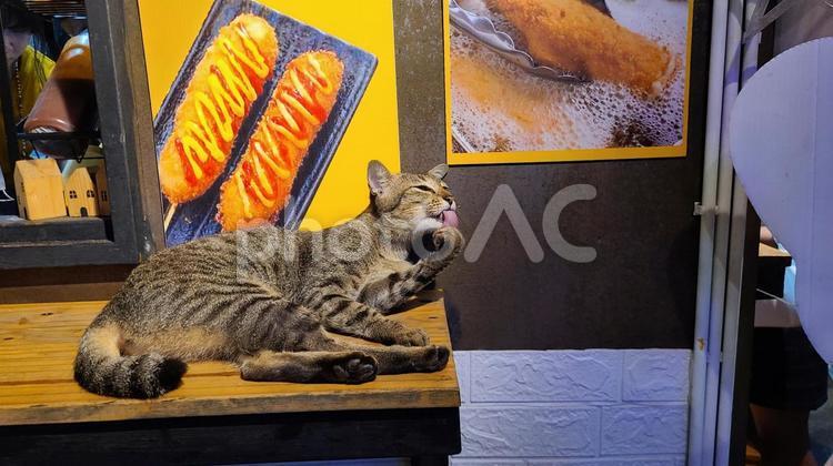 お店の看板猫 猫,ねこ,チーズドックの写真素材