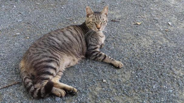 カメラ目線で夕涼みしているもふもふな猫様 カメラ目線で夕涼みしているもふもふな猫様 猫,キジトラ,カメラ目線の写真素材
