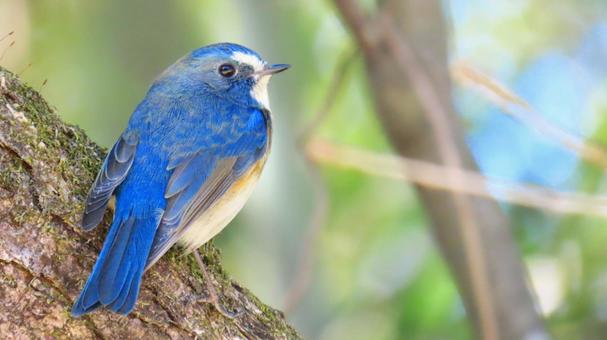 ルリビタキ ルリビタキ 野鳥,小鳥,鳥の写真素材