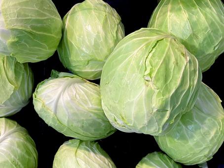 野菜・キャベツ キャベツ,収穫,栽培の写真素材