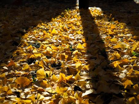 イチョウ イチョウ,秋,季節の写真素材