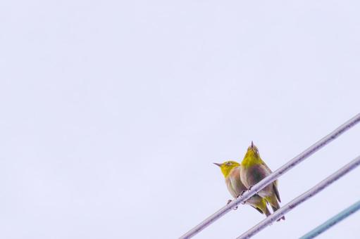 Mating, JPG Mating, mezzo, mating, sky, JPG