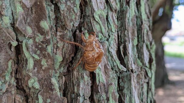 アブラゼミの抜け殻 アブラゼミの抜け殻 自然,木,晴天の写真素材