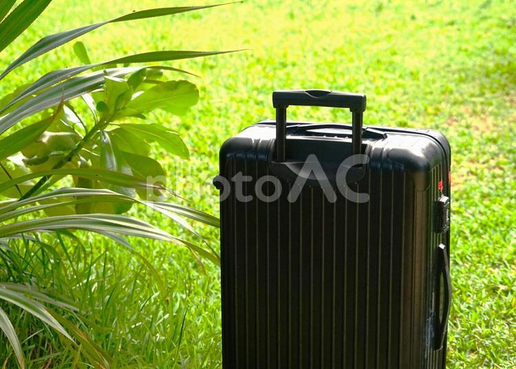 南国の植物とキャリーケース② キャリーケース,植物,南国の写真素材