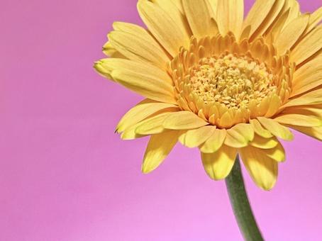 ビビットピンク背景とオレンジの花 ガーベラ,オレンジ,カラフルの写真素材