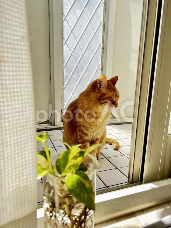 猫と植物 猫,動物,ネコの写真素材