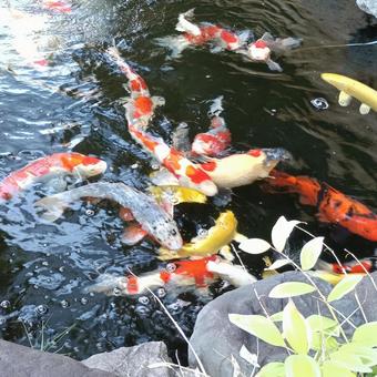 泳ぐ宝石錦鯉 泳ぐ宝石錦鯉 鯉,錦鯉,泳ぐの写真素材