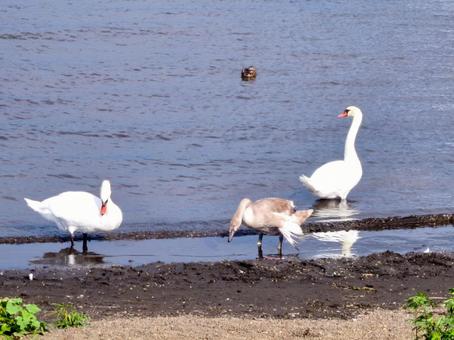 親鳥と幼鳥が湖の岸辺に立つの写真